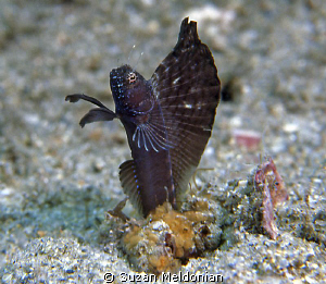 Sailfin Blenny Showing off for a mate by Suzan Meldonian 